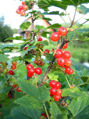 berries of red currant