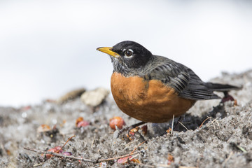 American robin in winter