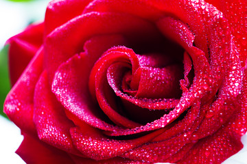 red rose in dew