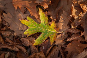 Braune Herbstblätter mit einem grünen Buchenblatt