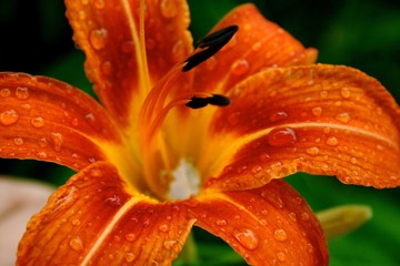 Lily After The Rain