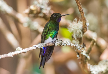 Fototapeta premium Hummingbird on Branch