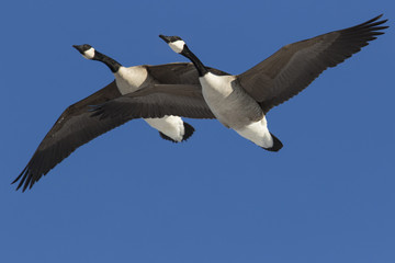 canada goose in spring migration