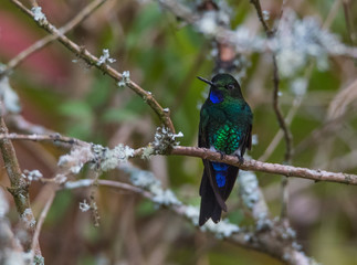 Hummingbird on Branch