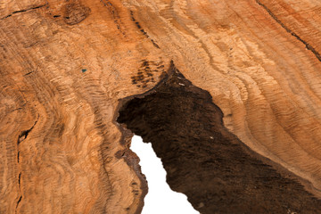 Cross section of tree stump isolated on white background