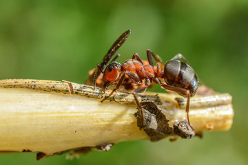 an ant on a branch