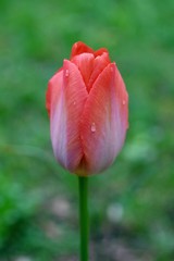 Tulip In The Rain