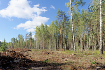 Felling in the European part of Russia.