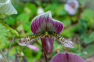 Détail de fleur tropical