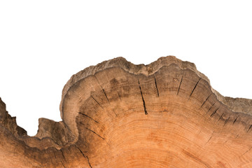 Cross section of tree stump isolated on white background