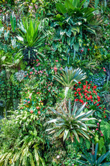 Mur de plantes tropicales
