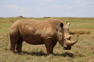 Obraz premium großes Nashorn