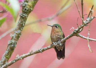 Hummingbird on Branch