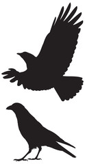 Crow silhouettes, big black birds fly and walk