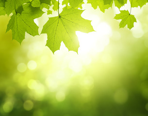 Maple leaves in summer forest