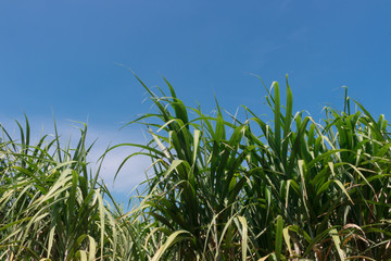 The top of sugarcane tree with blue sky