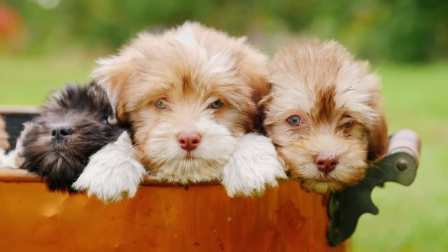 Several puppies look out of a copper bucket. Bounty of happiness