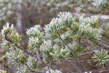 The pine branches covered with hoarfrost during the first frosts.