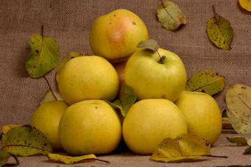 Yellow apples on a table. Apples on a background of autumn leaves. Yield of fruit.