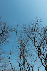 Top of the dead trees with cloudy sky