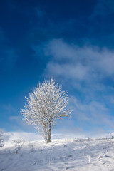 Frost covered tree against a blue sky. Masuria, Poland.