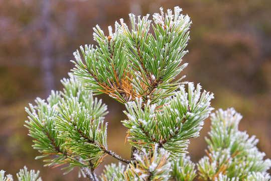 Fototapeta The pine branches covered with hoarfrost during the first frosts.