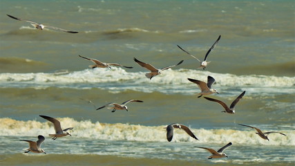 Seagulls on South Padre Island, Texas USA