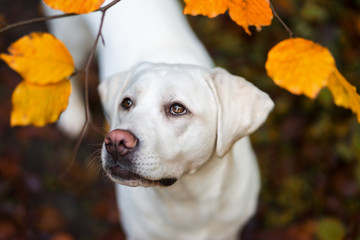 Junger labrador retriever hund welpe im Herbst mit verfärbten Blättern