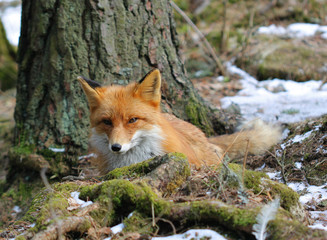 The sleepy red fox sitting under the tree in the winter forest