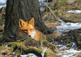 The sleepy red fox sitting under the tree in the winter forest
