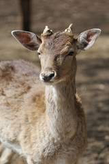 The portrait of young cute male roe deer
