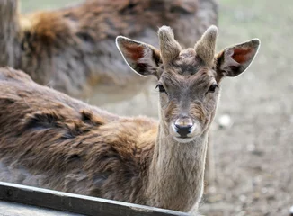 Foto auf Acrylglas Ree The portrait of young cute male roe deer