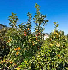 Kaki fruits