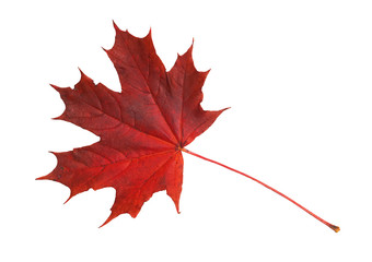 Red maple leaf on white background