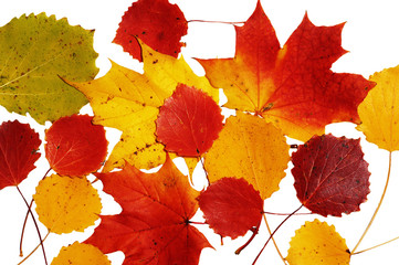 Red, yellow maple and asp leaf on white background