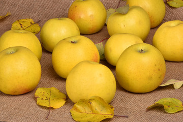 Fruit harvest. Apples on the table. Still life of fruit. Yellow apples.