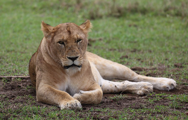 Fototapeta na wymiar Löwe in Afrika