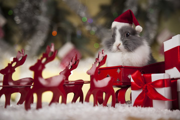 Fototapeta na wymiar Christmas bunny, santa baby red hat