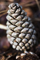 Pine cone