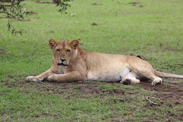 Löwe in Afrika