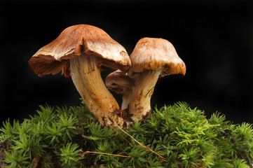 Fototapeta premium Toadstools in moss against black