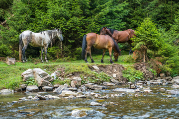 Horses graze near a mountain river