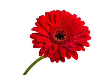 Red  orange gerbera flower