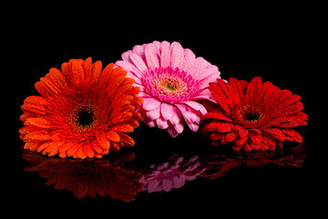 Red Pink Orange Gerbera flower