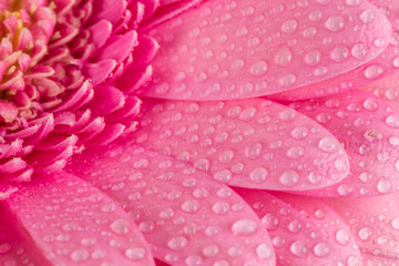 Pink Gerbera flower