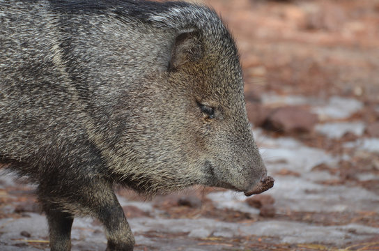 Beautiful razorback pig looking down on the ground