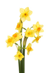 Fototapeta na wymiar Bunch of narcissus flowers