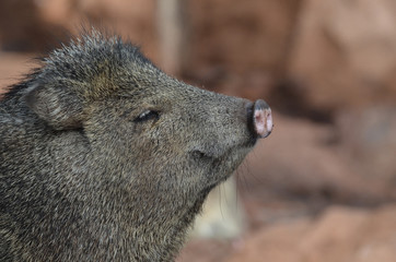 Wild beautiful javelina boar native to arizona