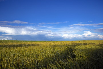 A field of wheat under beautiful clouds
