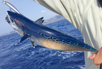 red tuna on the fishing rod